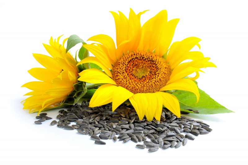 Sunflower seeds