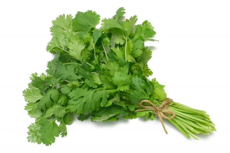 Coriander