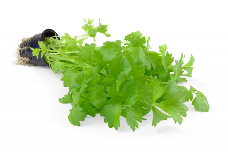 Parsley