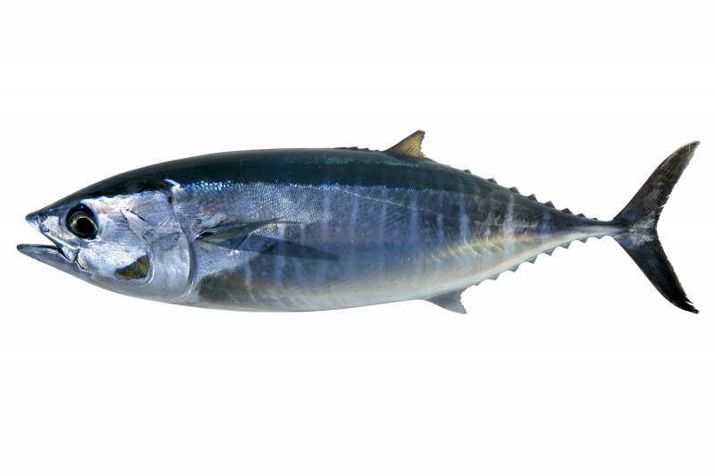 Tuna