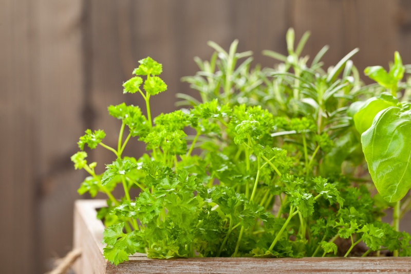 Growing herbs in wooden box