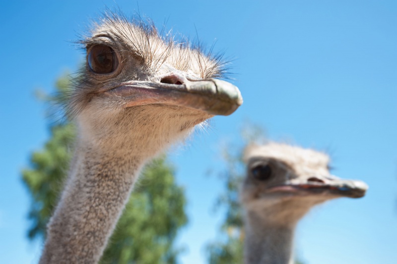 Emu war
