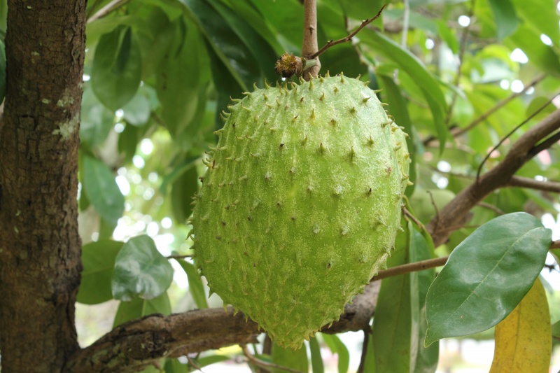 Graviola in tree